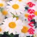 �Ҥʤ�����