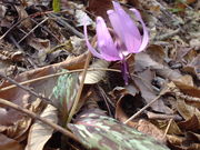 ��ʿ�������