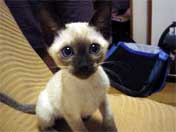 Siamese