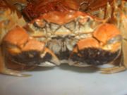 ���������ߢ�