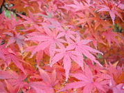 �����Ω�Ⲭ�����ع�������th��