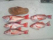 ��ʪ���õ����