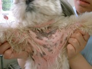 Mixi 細菌性膿皮症という診断ですが 犬における皮膚疾患 Mixiコミュニティ
