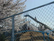 山口市立湯田小学校卒業生