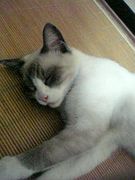 ��󤴤β��ʡ����������ˣ��