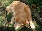 即寝（バタンキュー）組合員専用