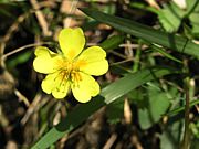 �Ĥɤ�С�