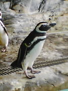 1972年6月5日生まれのO型