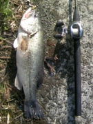 ��ɲ�ΥХ����󥰥顼