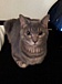 club NYANKO