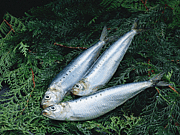 �ڤ��路��ʪ�ۡ� ���褵����!!