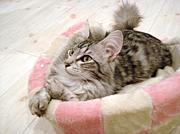 猫カフェ 【curl up cafe】