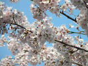 �դζ�������ޤ�Ƥ�����