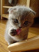 ��������Ź