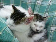 ��Τ��ء��ð��ܻ���������ƻ��