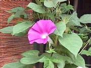 ����̵��