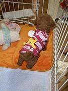 ����Τ�󤳡�