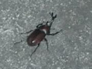 ʪΥȥ饦