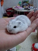 (3`)ϥॹ!*