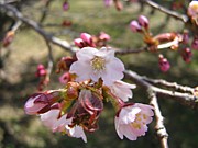 北海道　若手保健師の会