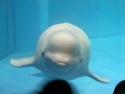 白イルカが好き！！