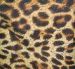 ҥ祦-Leopard-