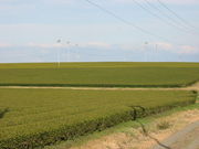 �ܺ��㥻�쥯�ȥ���å���Ʋ