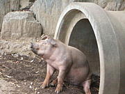 ����2009����̵��