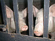 ������as possible��