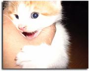 USMLE step1 &ʥѽ