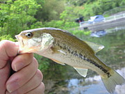 TWELVE Bass Fishing Club