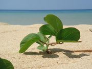 あなたがいたから