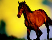 The Horse Photograph