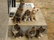 ����Ⱦ���˼󤬶ʤ��äƤ��ޤ�