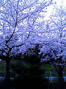 ���ָ����ݥå�