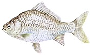 �ؤ餯�줹