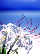 �彣�϶�ǥޥ��ߥ��罸��