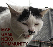 �ޤ�����ǭ