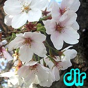 [dir]花見・桜