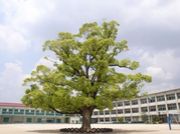 �������Ω���辮�ع�