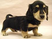 �֥�å����꡼��β�