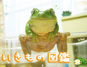 ʪ޴