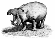 Hippopotamus(ϡ)