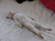 ���ߥ��뷳��