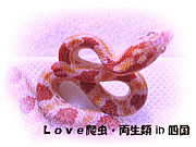 Love爬虫・両性類 in 四国