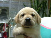 ラブラドールリトリバー