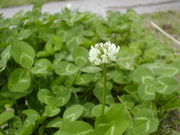 �Ӳʤν��Ҳ�