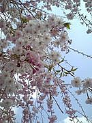 ���1-6���С���98��