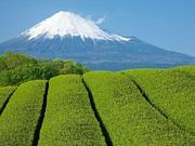 ���Ų���ͧã������