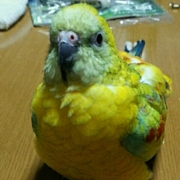 インコ好きin関西
